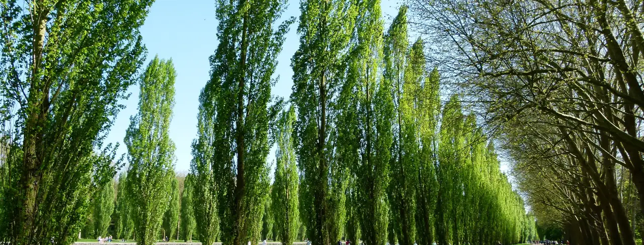 L'allée des peupliers du parc de Sceaux